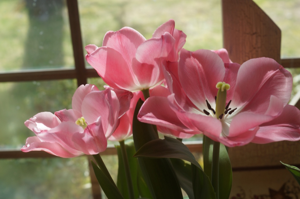 #NaPoWriMo2014 Day 20 “Pink petals upon the window pane”